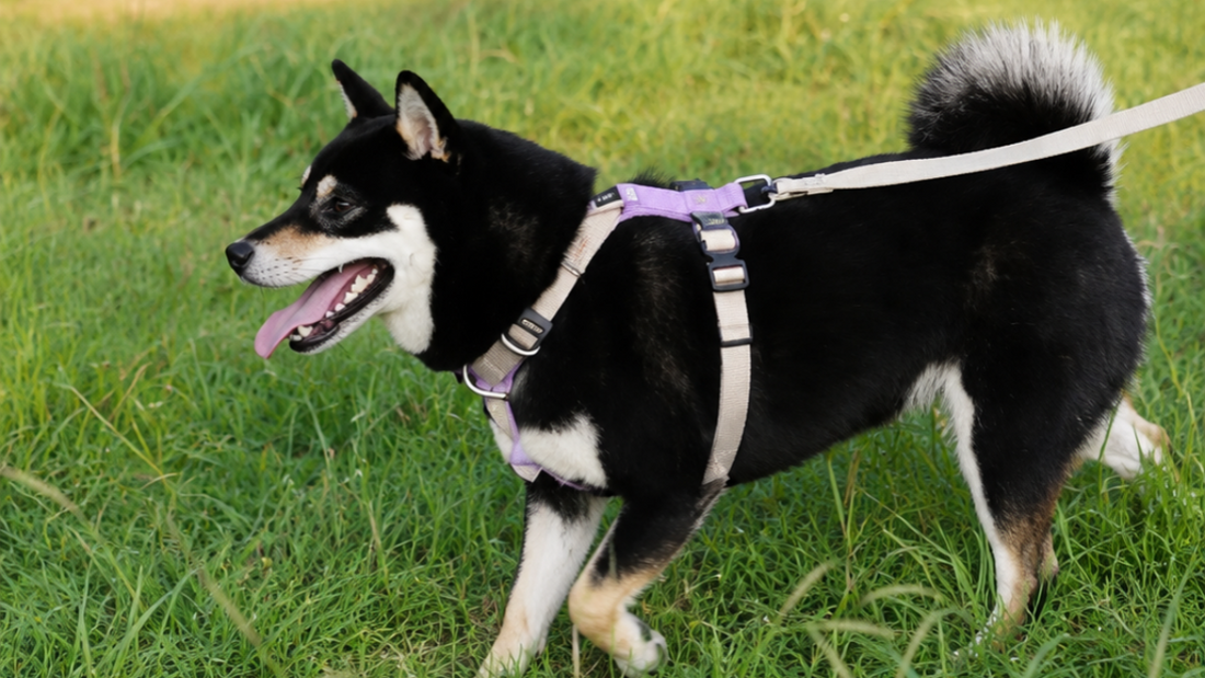 Best No Pull Dog Harness UK
