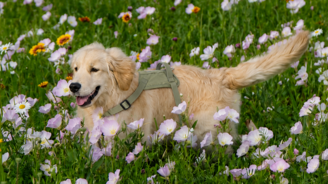 Best Dog-Friendly Outdoor Places in London
