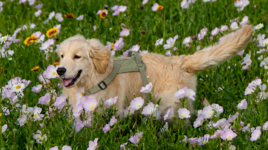 Best Dog-Friendly Outdoor Places in London