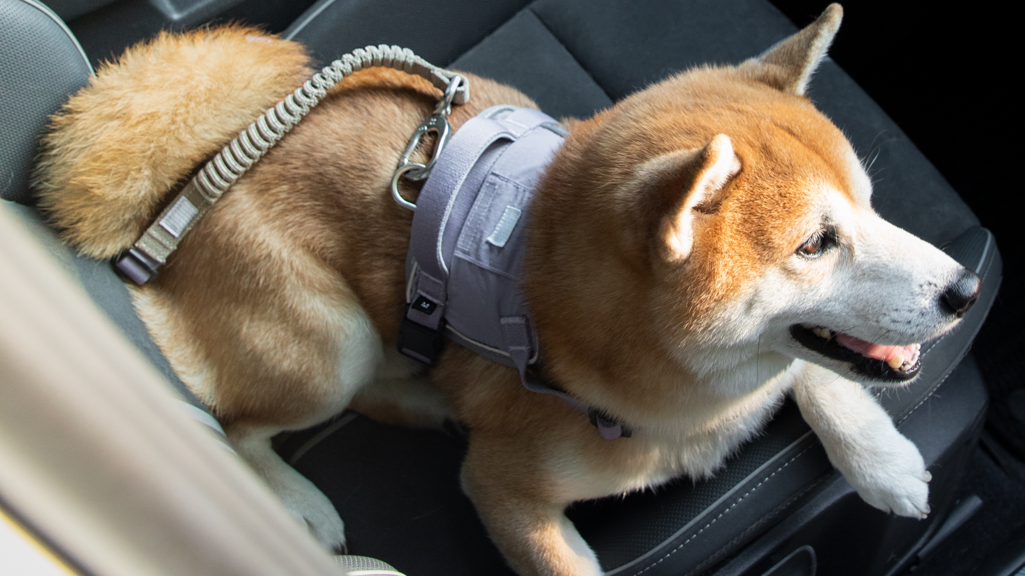 Shiba Inu wearing a harness connected to a SafeRide tether on a car seat