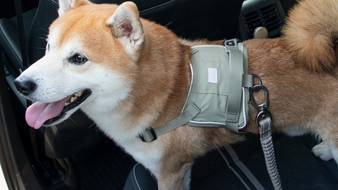 Shiba Inu wearing a harness connected to a dog car restraint on the rear seat