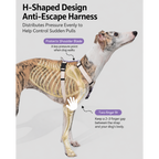 DailyWalk™ Harness & Lead Set