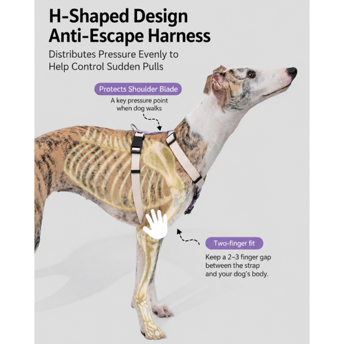 DailyWalk™ Harness & Lead Set