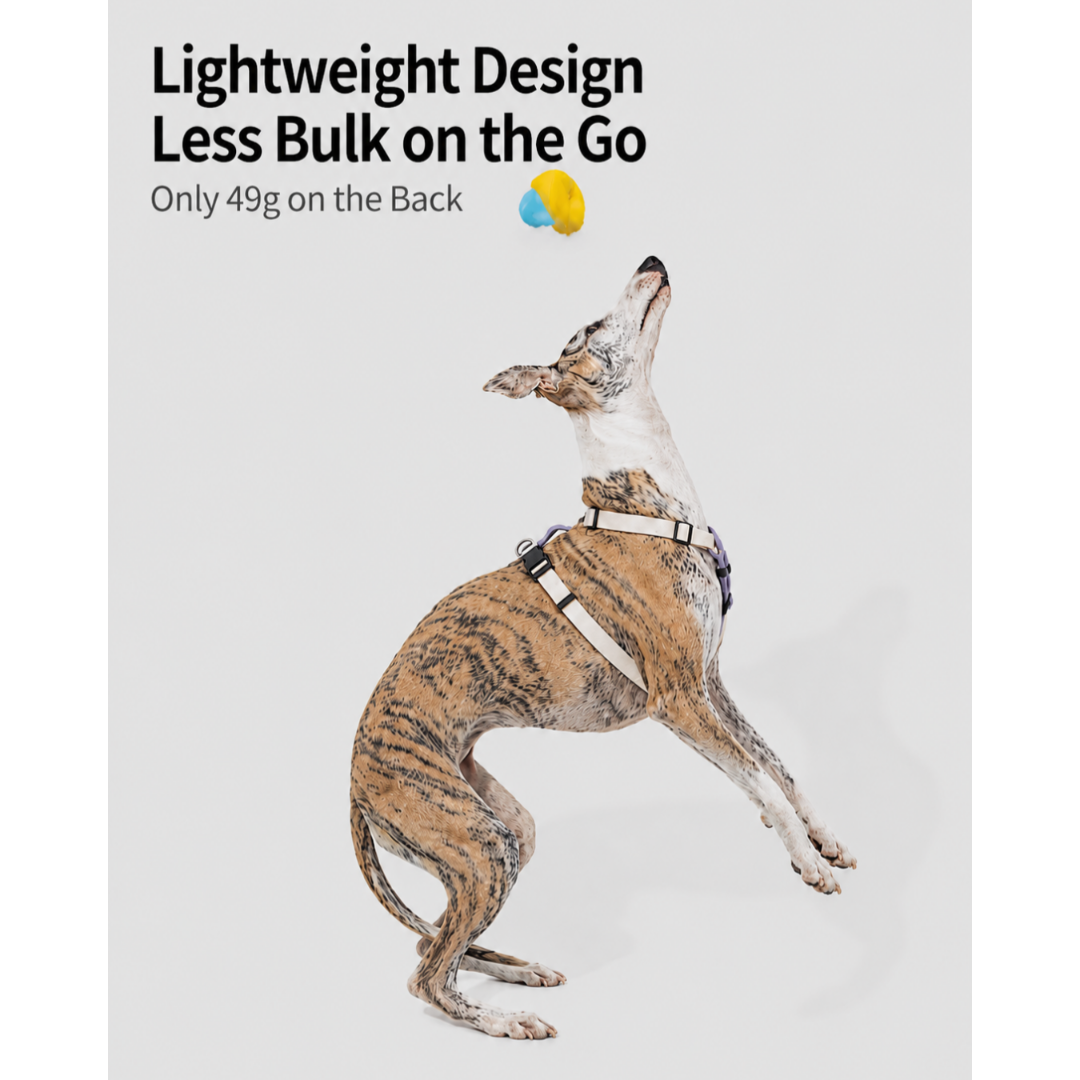 DailyWalk™ Harness & Lead Set