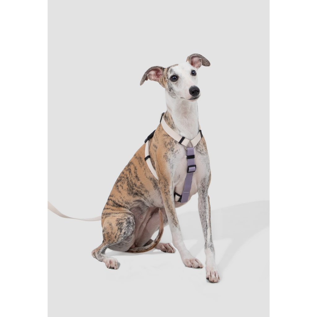 DailyWalk™ Harness & Lead Set
