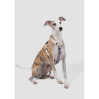 DailyWalk™ Harness & Lead Set