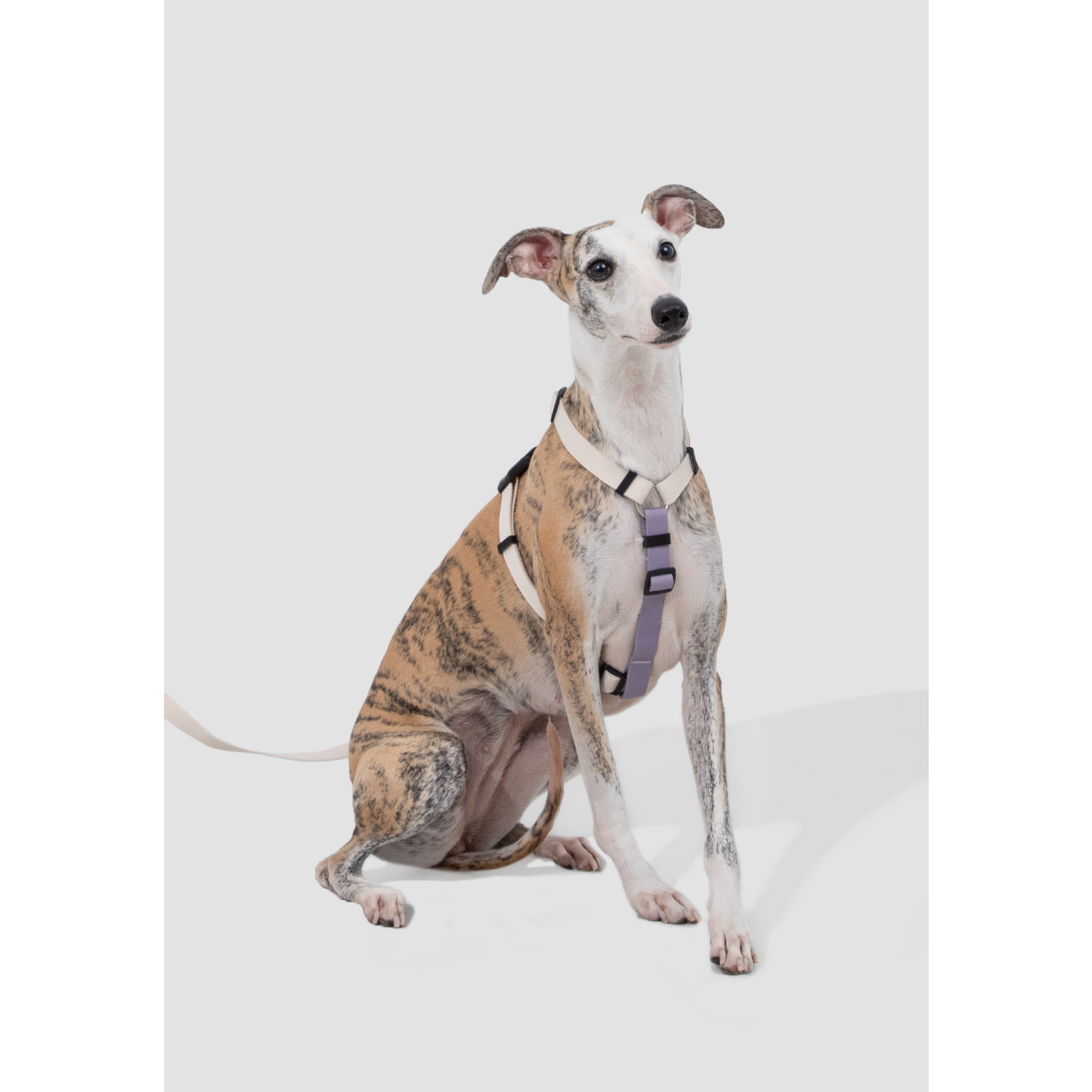 DailyWalk™ Harness & Lead Set