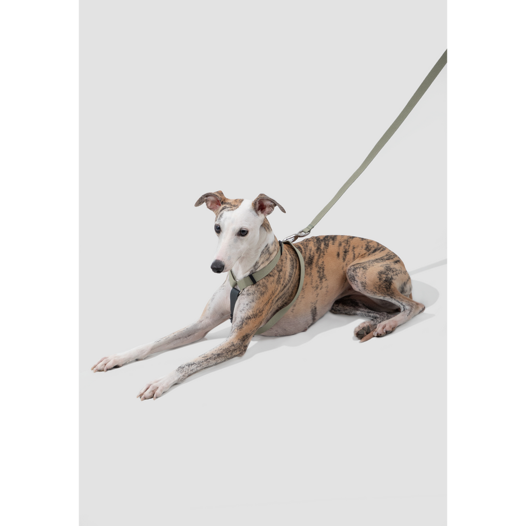 DailyWalk™ Harness & Lead Set