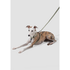 DailyWalk™ Harness & Lead Set
