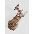 DailyWalk™ Harness & Lead Set