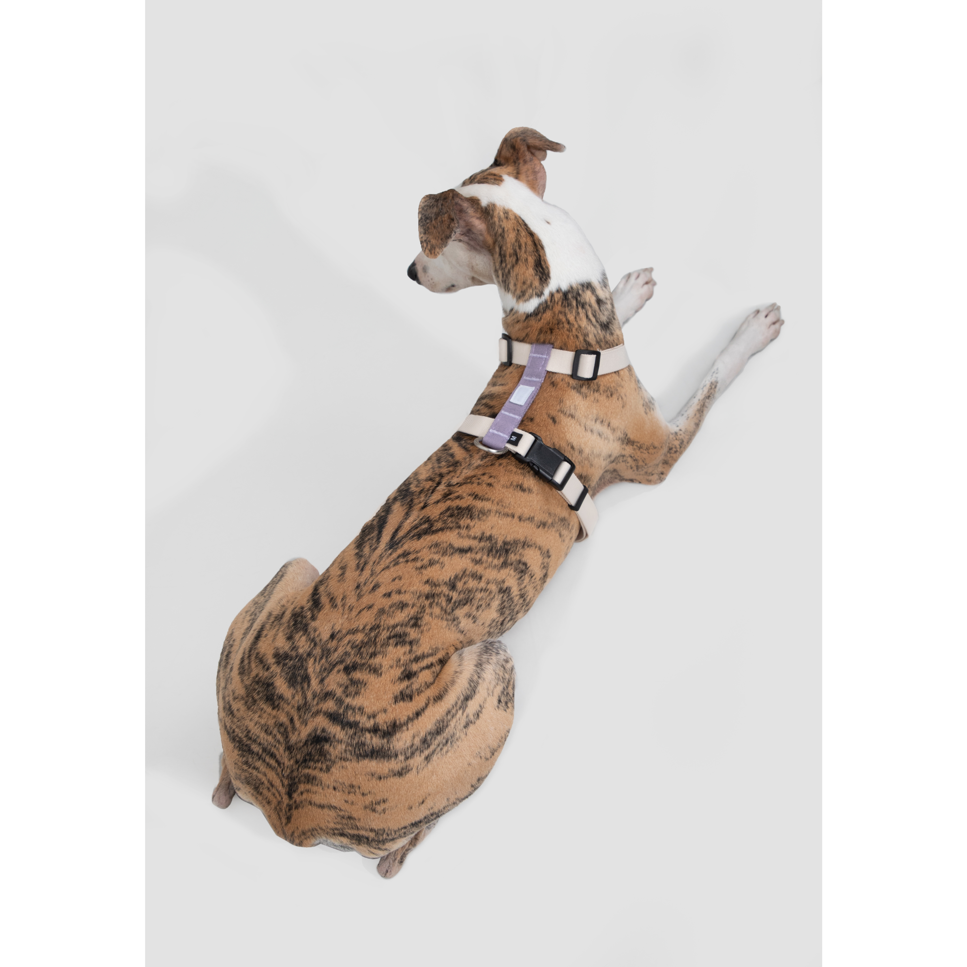 DailyWalk™ Harness & Lead Set