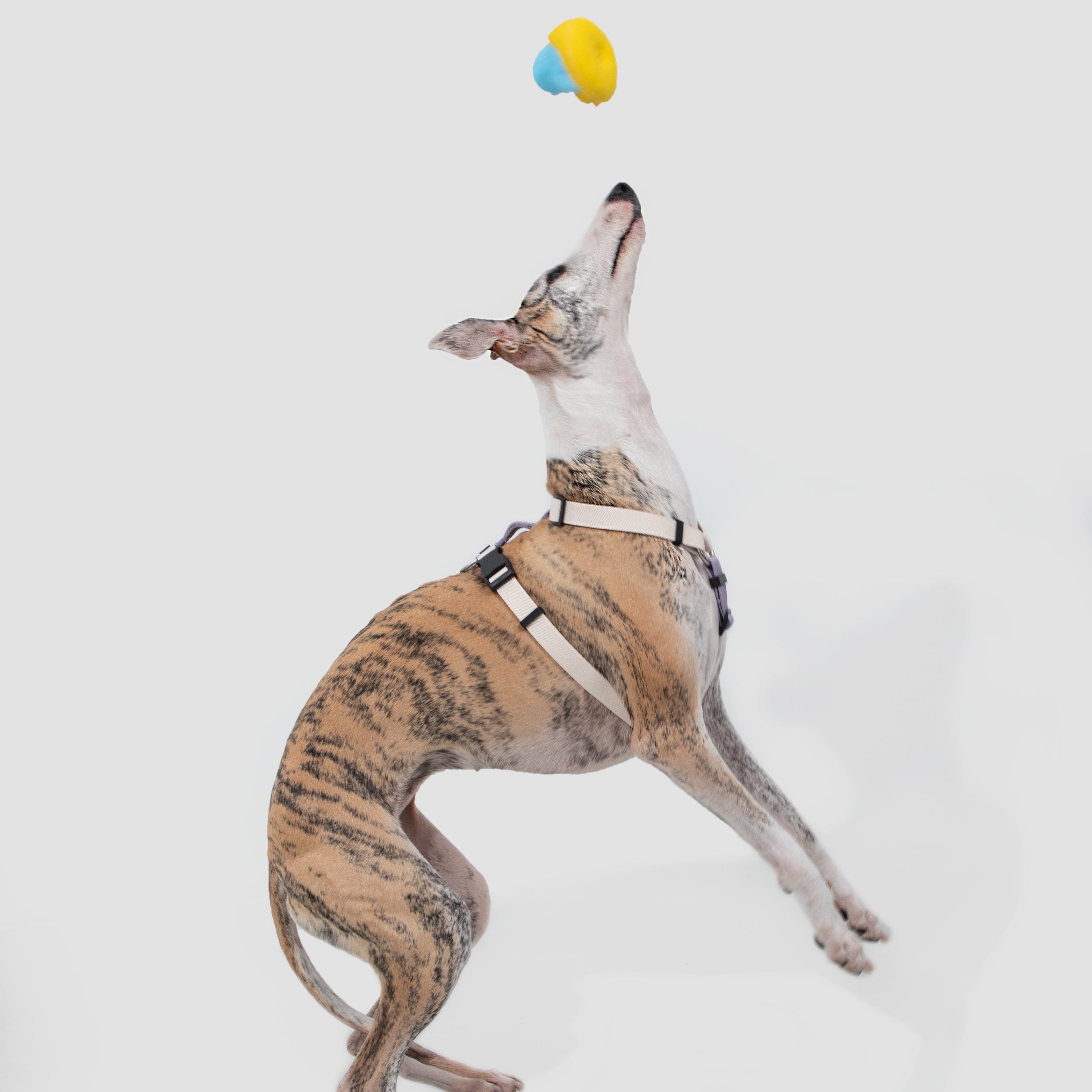 DailyWalk™ Harness & Lead Set
