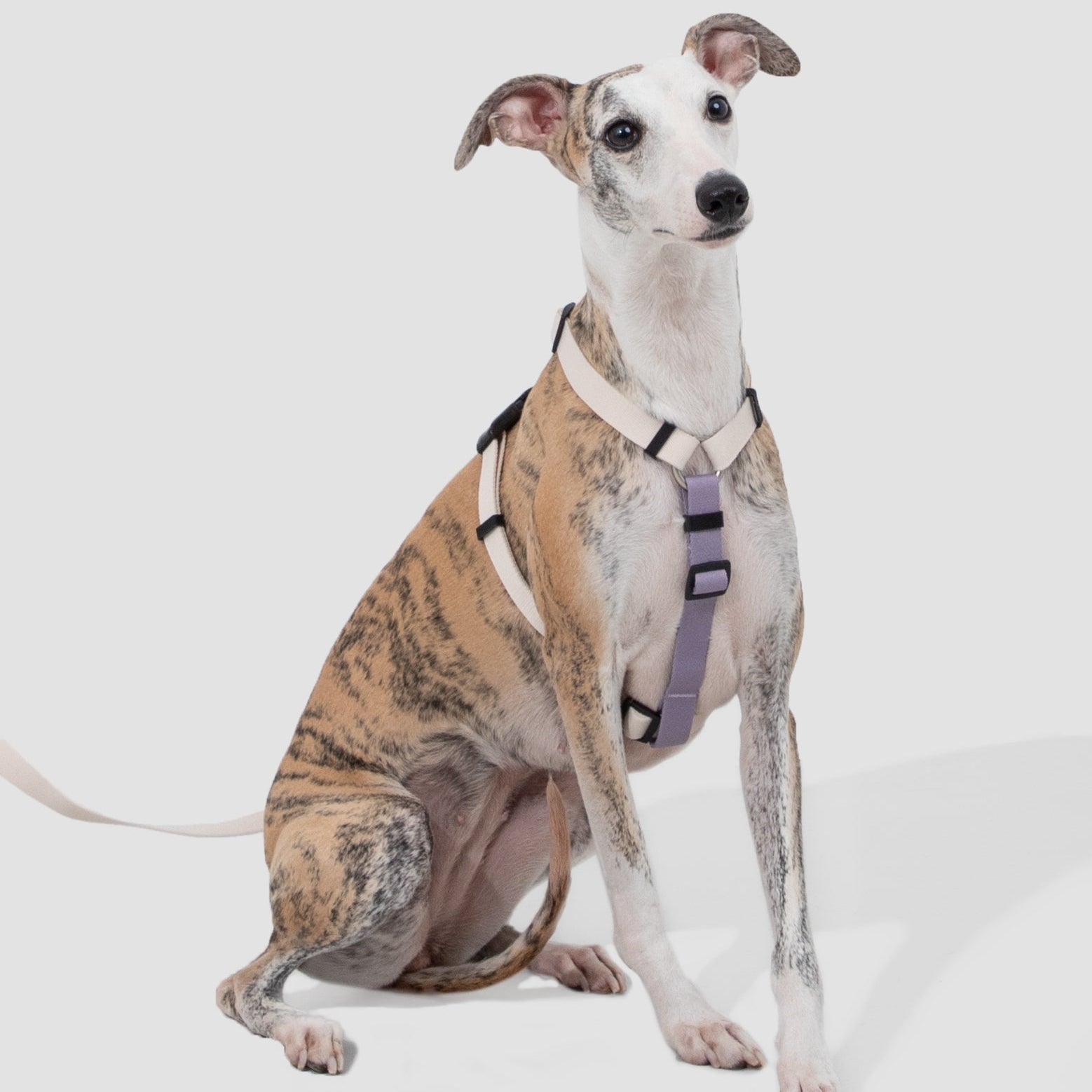 DailyWalk™ Harness & Lead Set