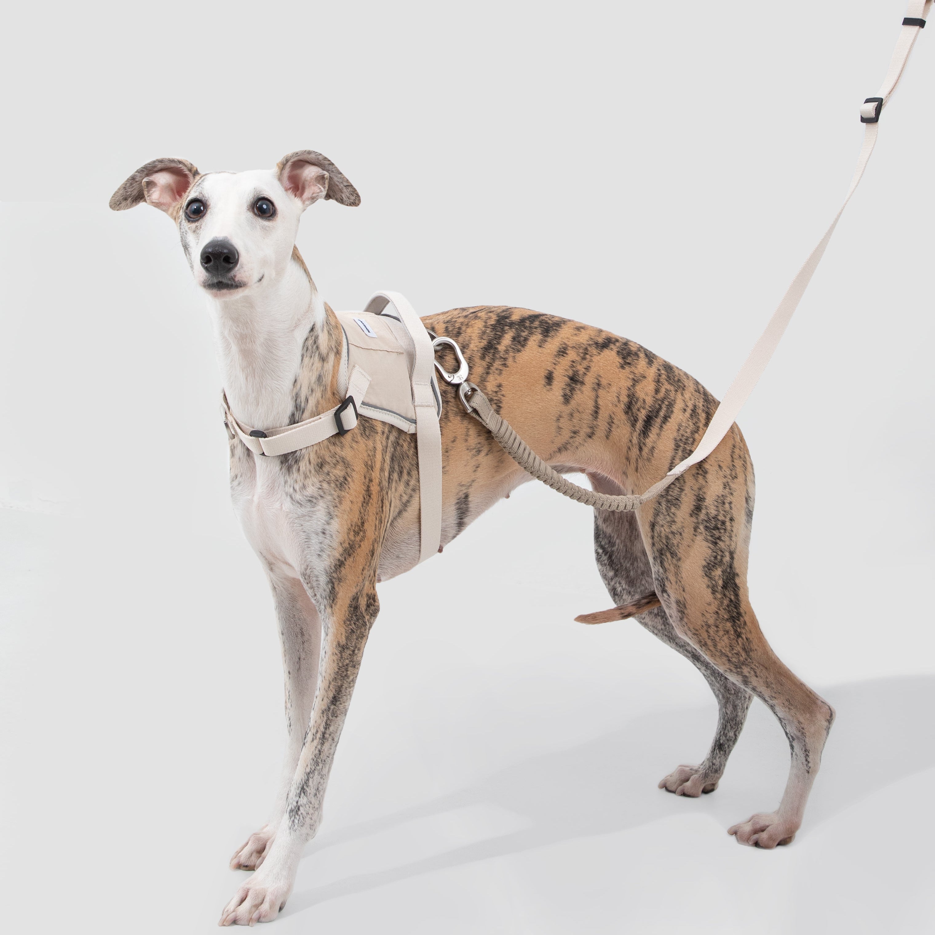 SecureFit™ No-Pull Dog Harness