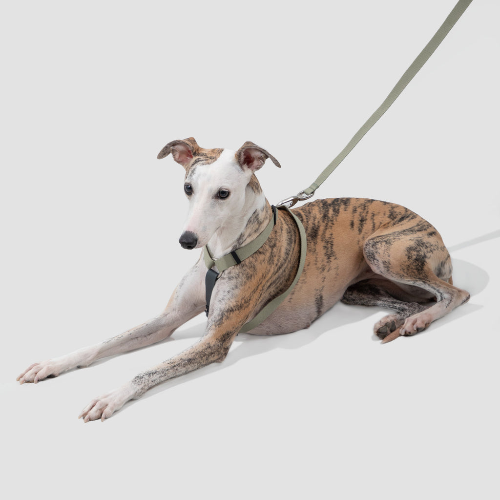 DailyWalk™ Harness & Lead Set