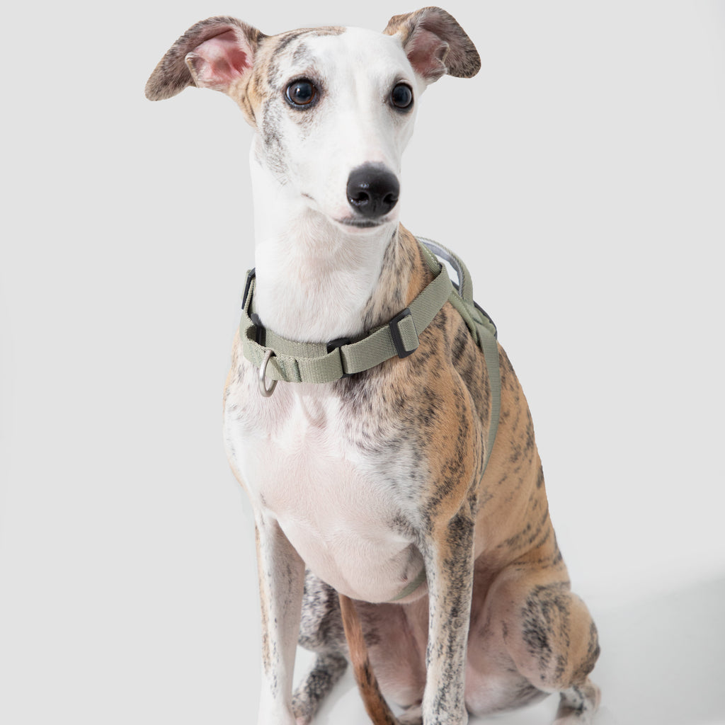 SecureFit™ No-Pull Dog Harness