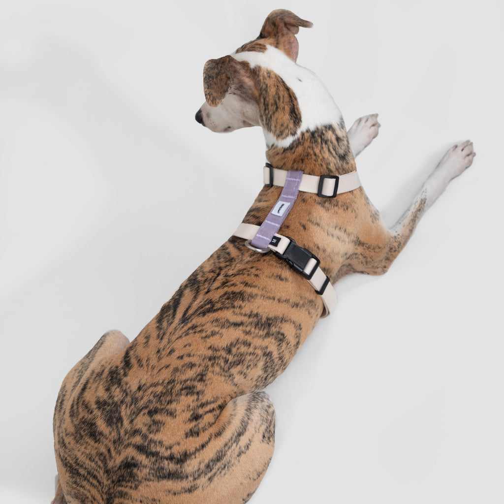 DailyWalk™ Harness & Lead Set