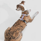 DailyWalk™ Harness & Lead Set