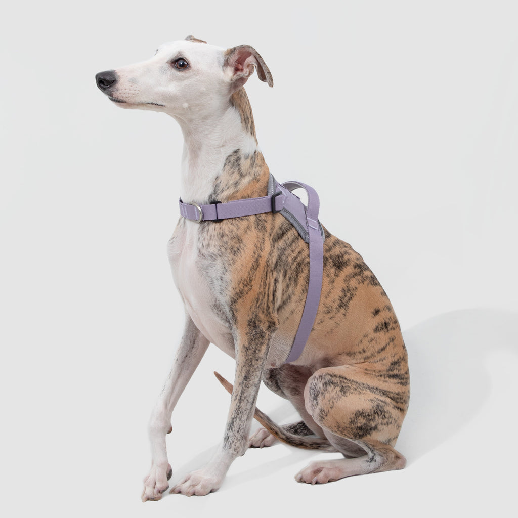 SecureFit™ No-Pull Dog Harness