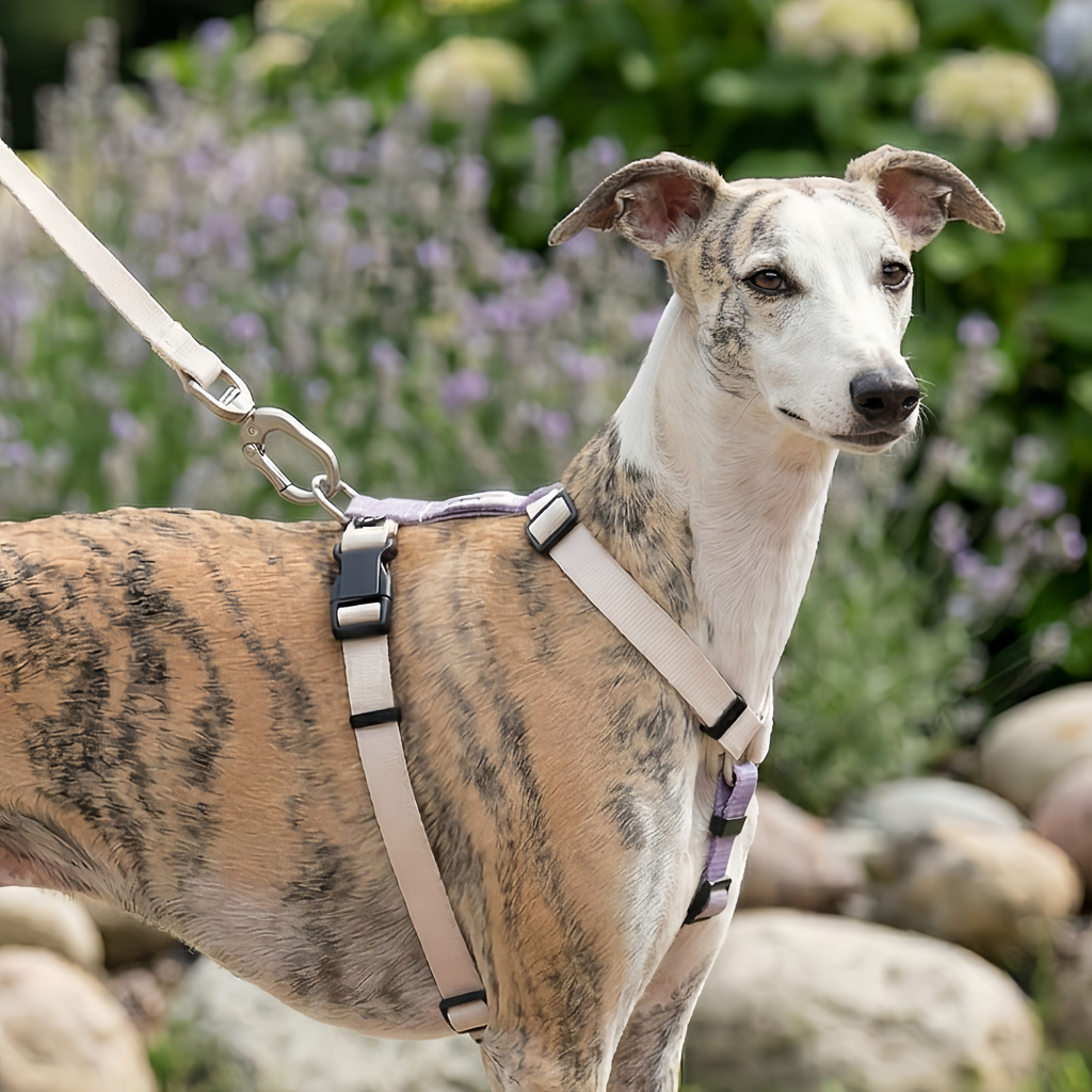 DailyWalk™ Harness & Lead Set