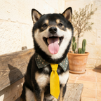DapperPup™ Dog Tie Collar