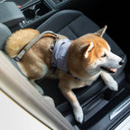 SafeRide™ Dog Seat Belt
