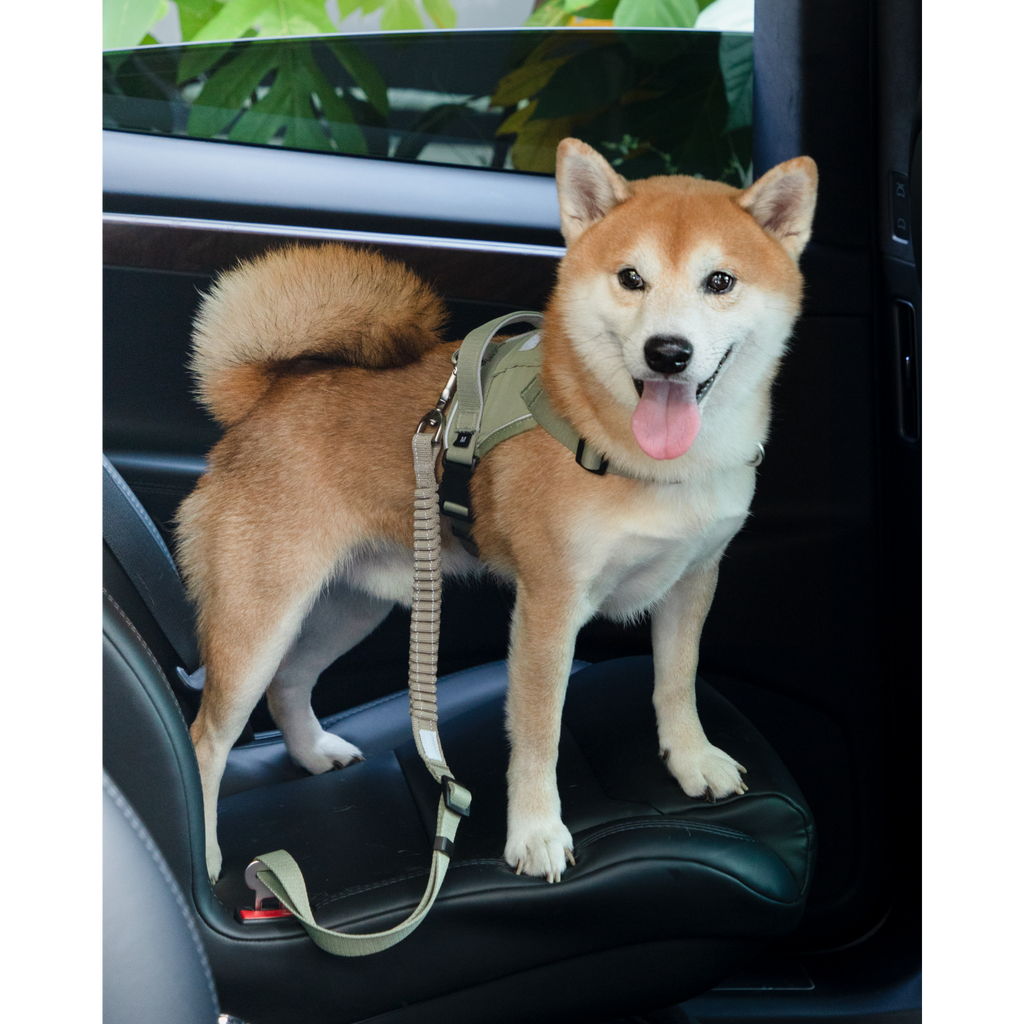 SafeRide™ Dog Seat Belt
