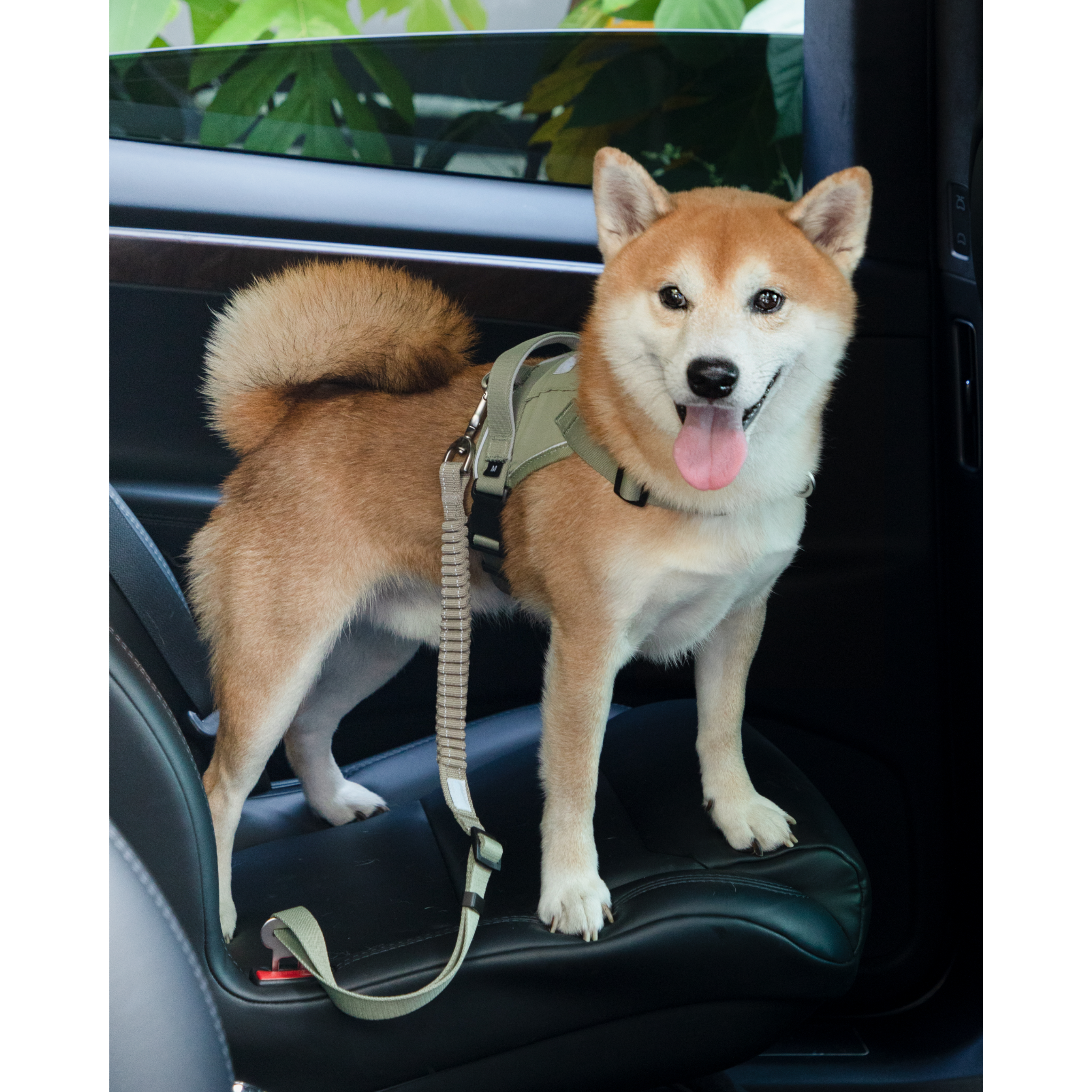 SafeRide™ Dog Seat Belt