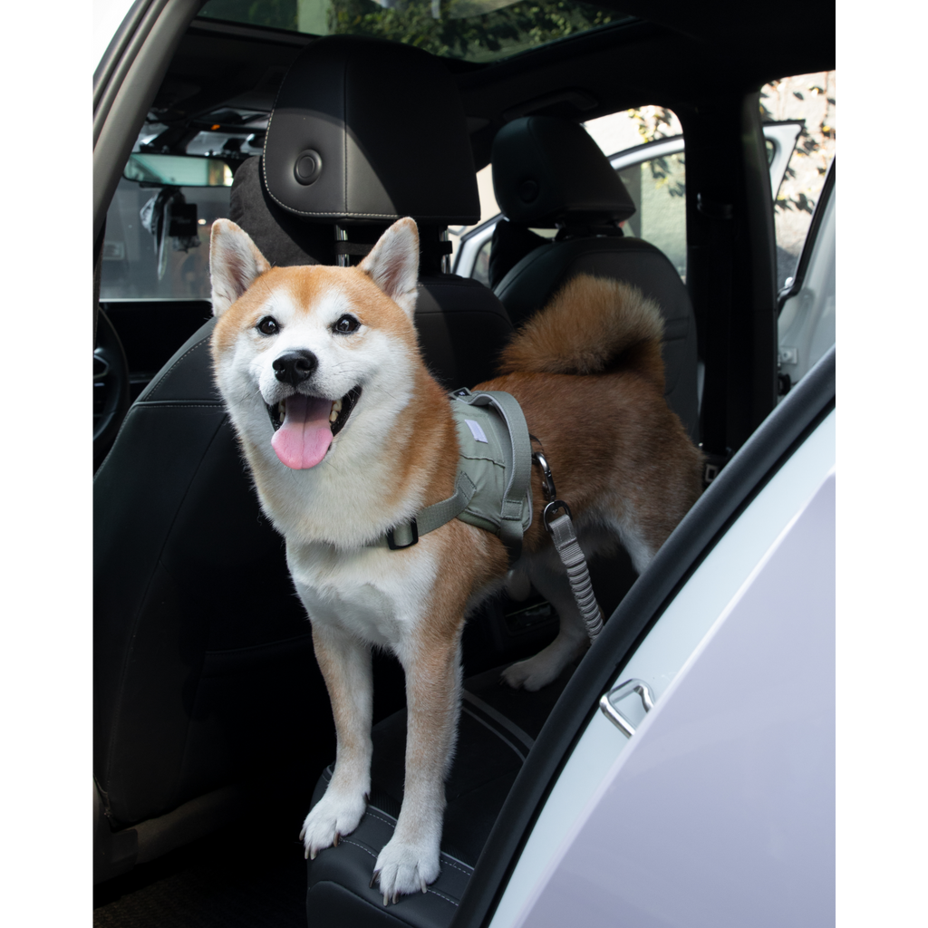 SafeRide™ Dog Seat Belt