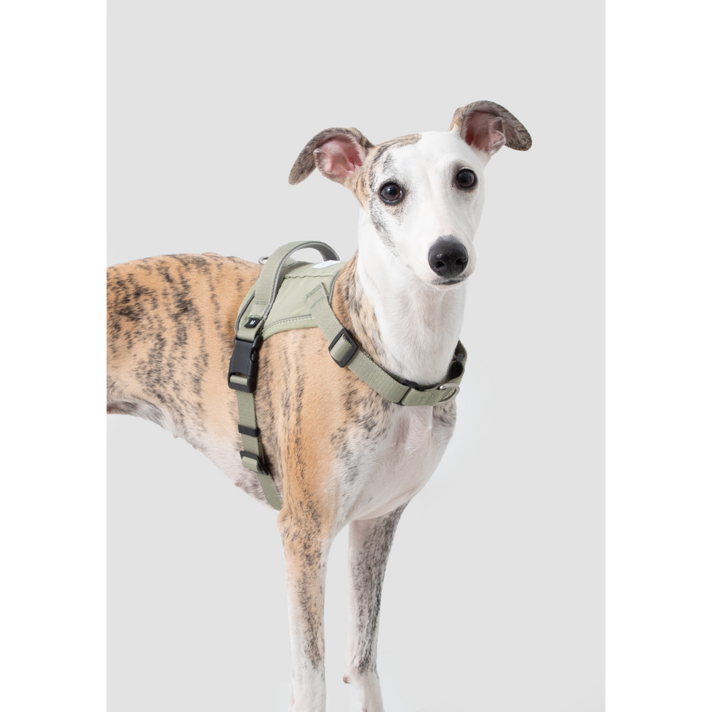 SecureFit™ No-Pull Dog Harness