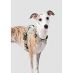 SecureFit™ No-Pull Dog Harness