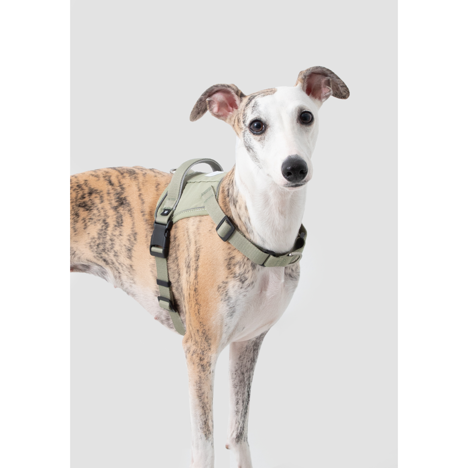 SecureFit™ No-Pull Dog Harness