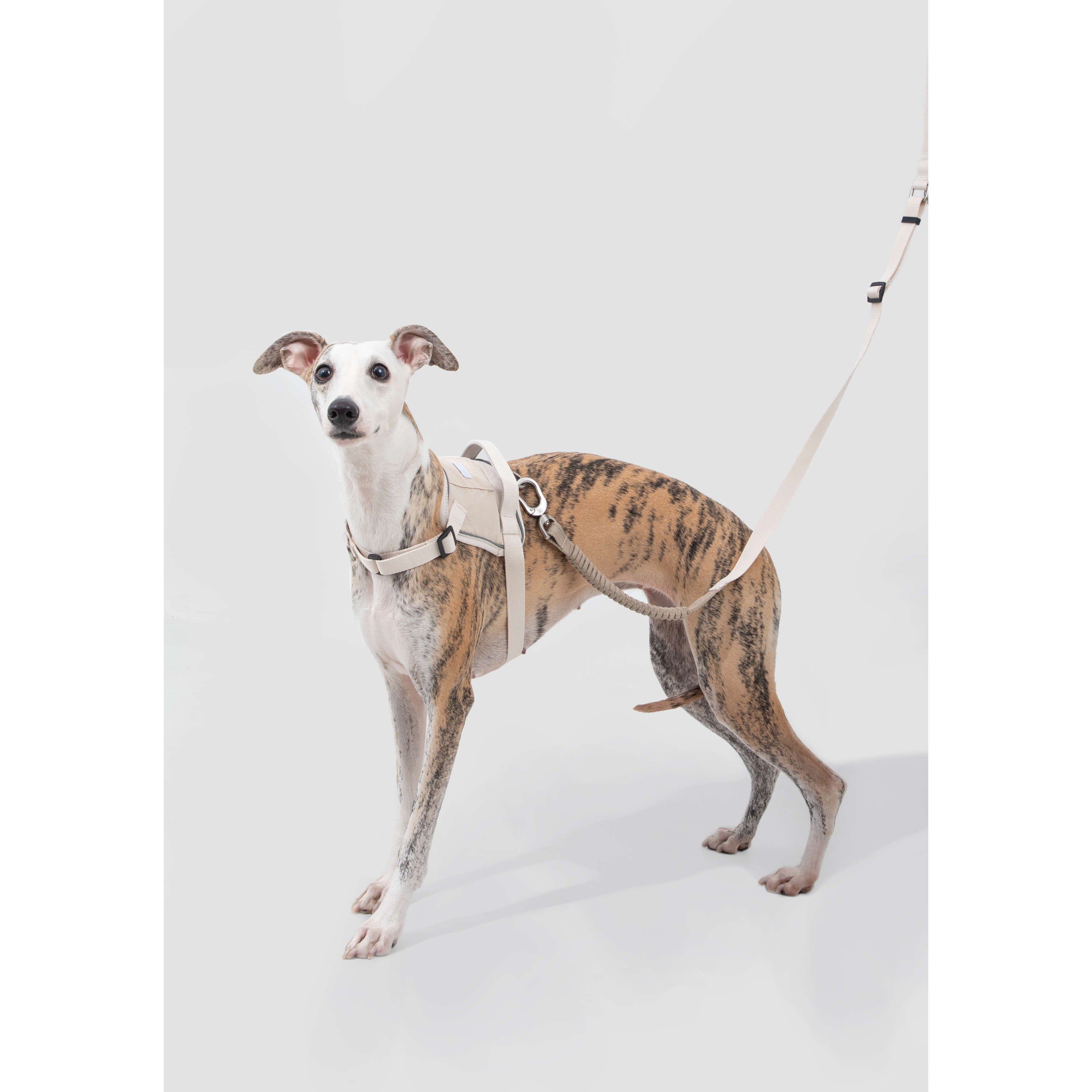 SecureFit™ No-Pull Dog Harness