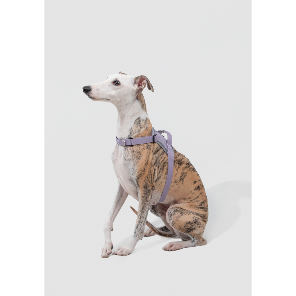 SecureFit™ No-Pull Dog Harness