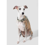 SecureFit™ No-Pull Dog Harness