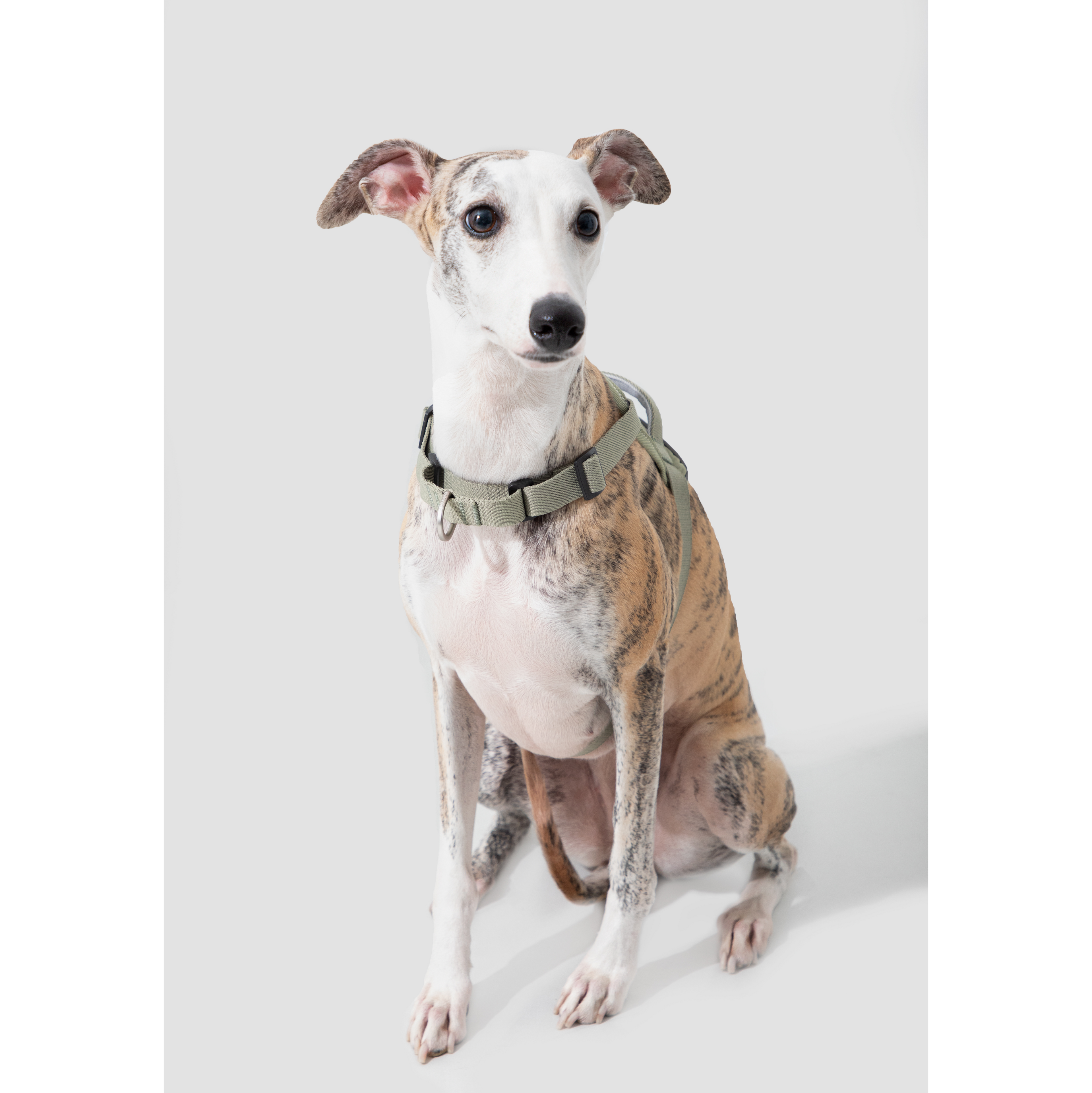 SecureFit™ No-Pull Dog Harness